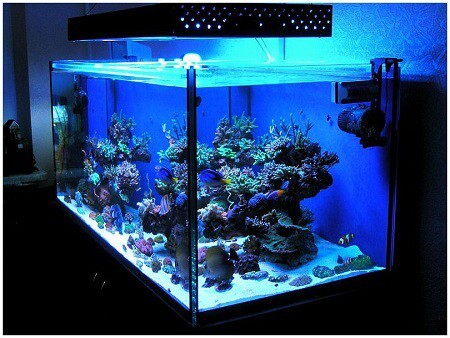 LED светильники для морского аквариума
