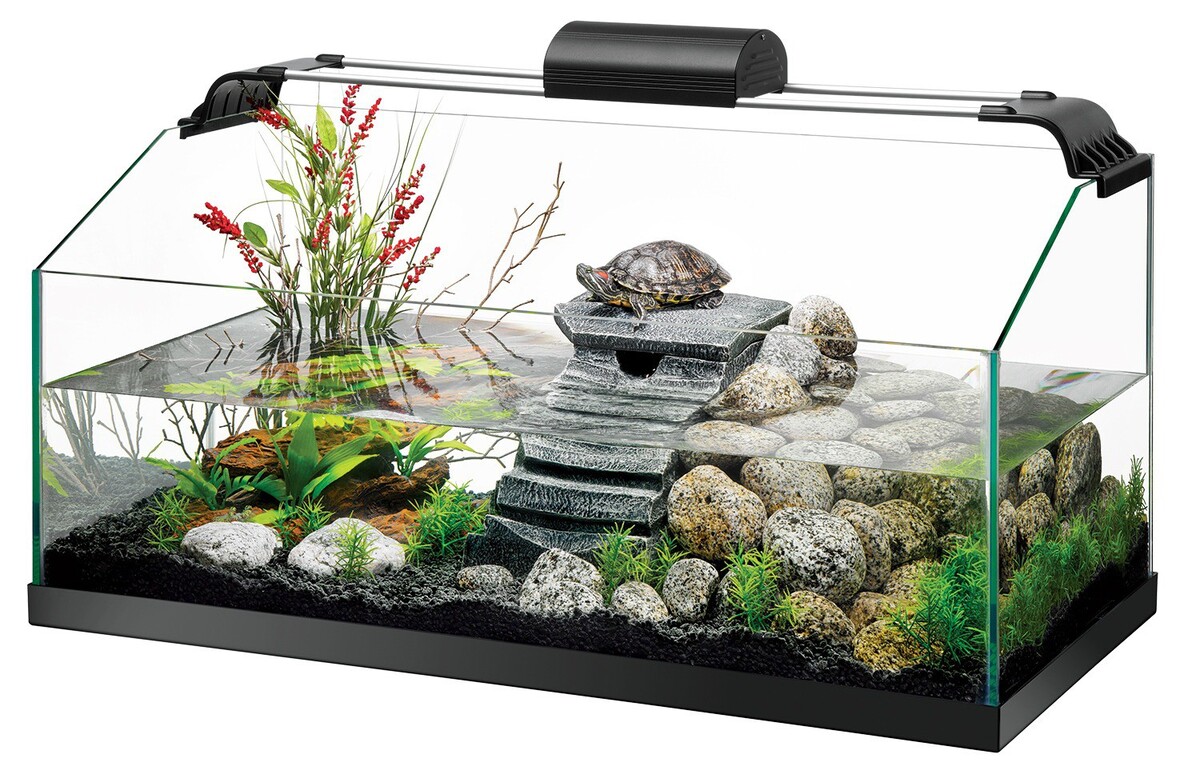 Какой аквариум нужен для красноухой черепахи?