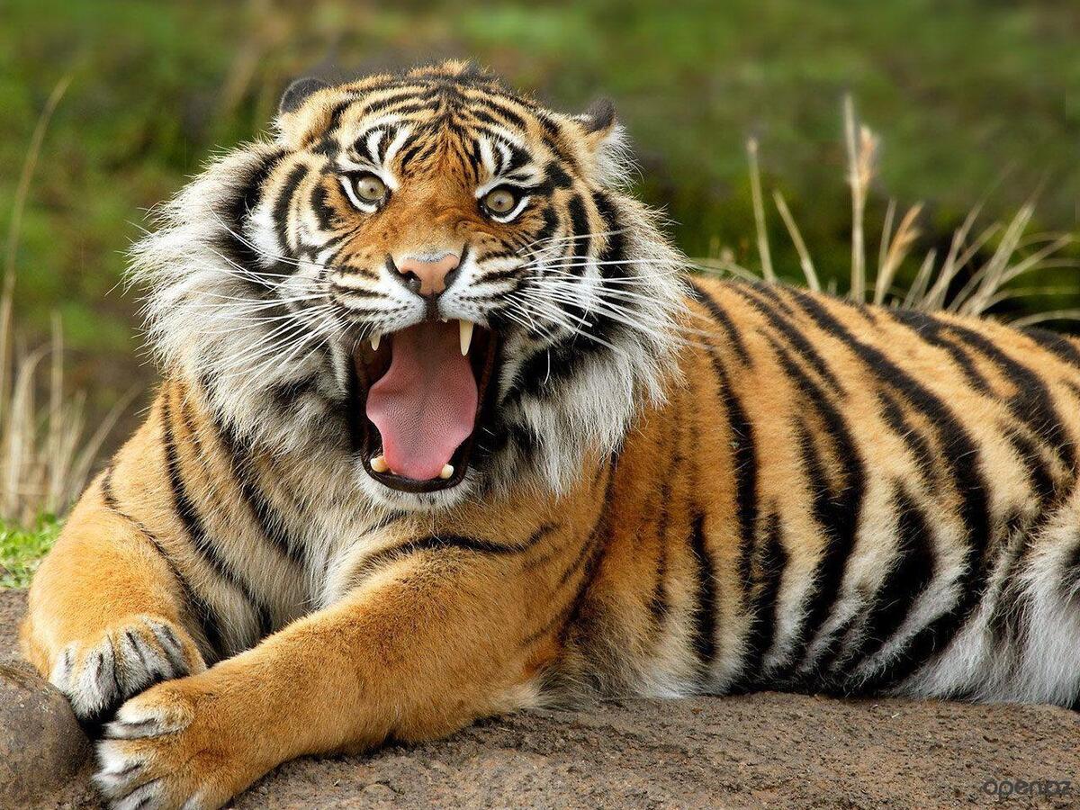 Показать Фото Тигров