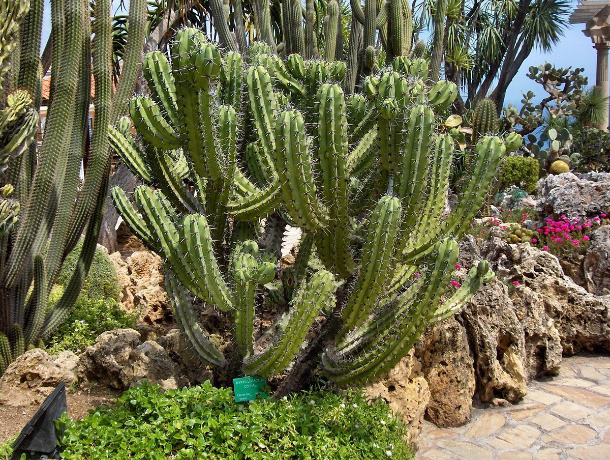Myrtillocactus cochal