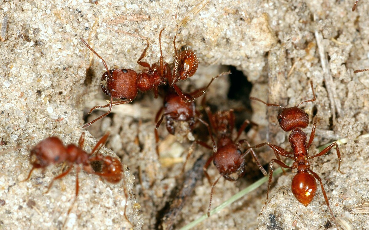 всё о муравьях и муравьиных фермах 1468495010578774a26702b