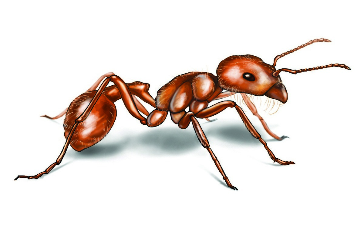 Тело муравья