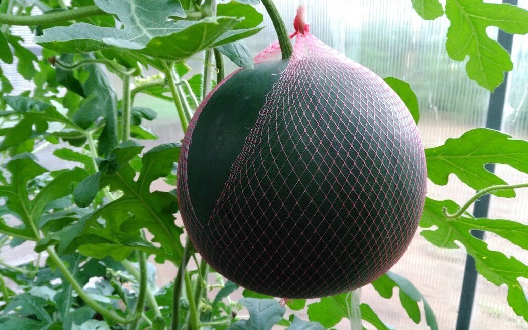 Как вырастить арбуз на даче в обычной теплице?