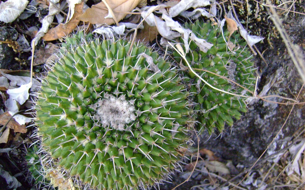 Mammillaria Polyedra