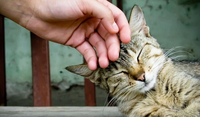Легкий терапевтический массаж для вашей любимой кошки                                      