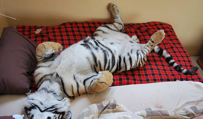 Просто большая кошка: семейная пара делит свой дом с тигром!