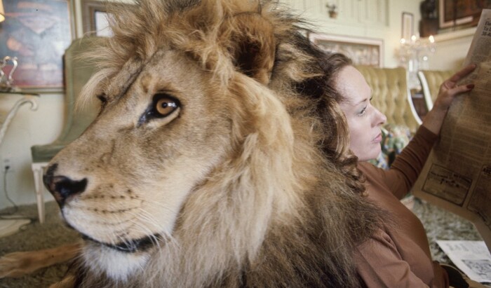 Жизнь в одном доме со львом: возможно ли это? Известная актриса и лев Нейл