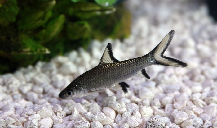 5 аквариумных рыбок, которых лучше избегать в своём доме                              