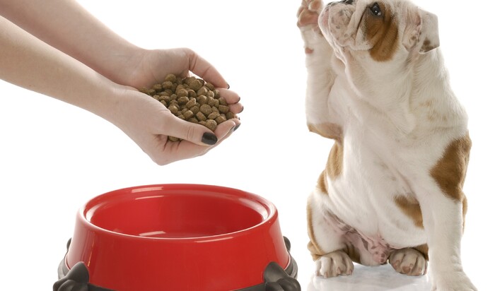 6 полезных веществ, которые могут навредить собаке                   
