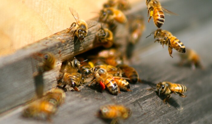 Содержание пчел на дачном участке: что вам для этого понадобится