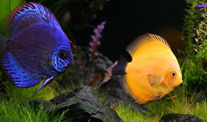 Как содержать аквариум с дискусами: все об уходе за рыбками