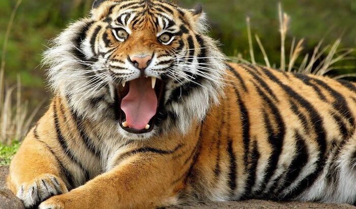 Тигры в качестве домашних животных: реально ли это?