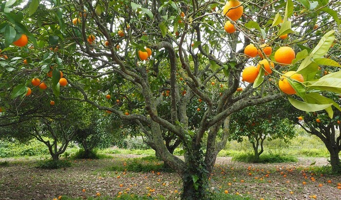 Как правильно сажать плодовые деревья