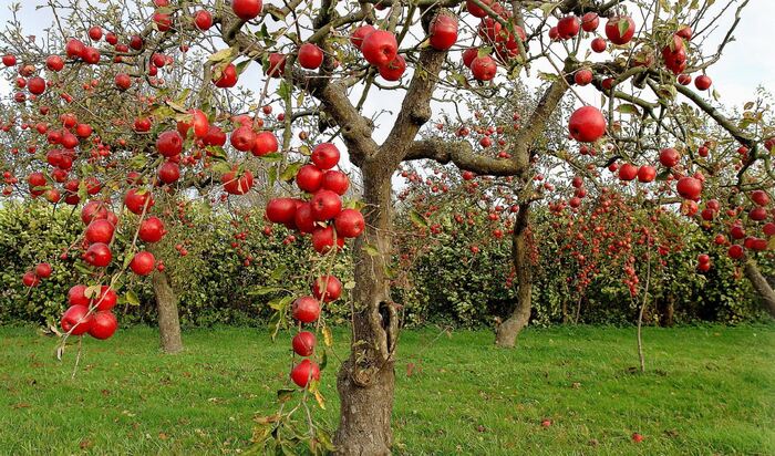 Почему на фруктовых деревьях не растут фрукты?