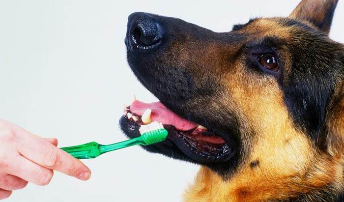 Нужно ли чистить зубы собакам и кошкам?