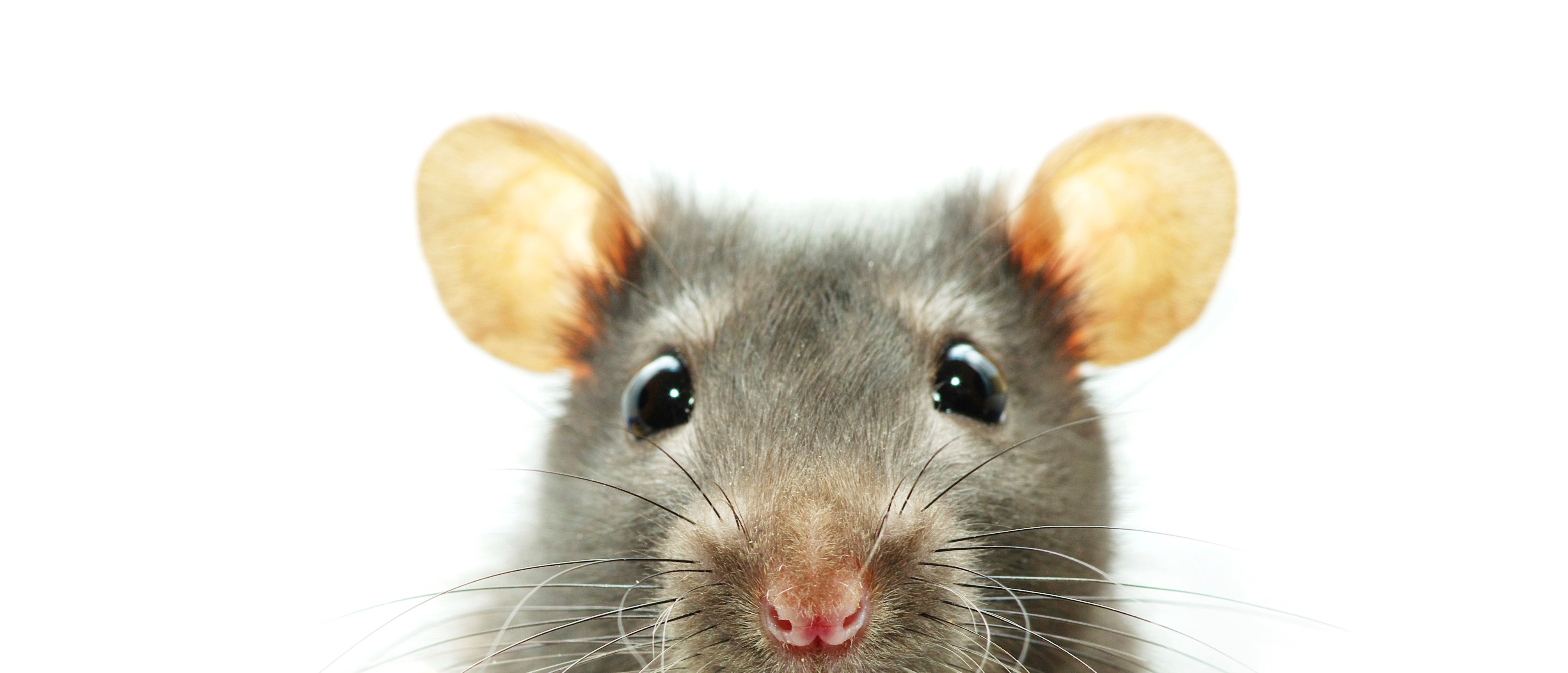Рабочая мышь. Морда крысы. Мышь животное. Крысиная морда. Голова мыши.