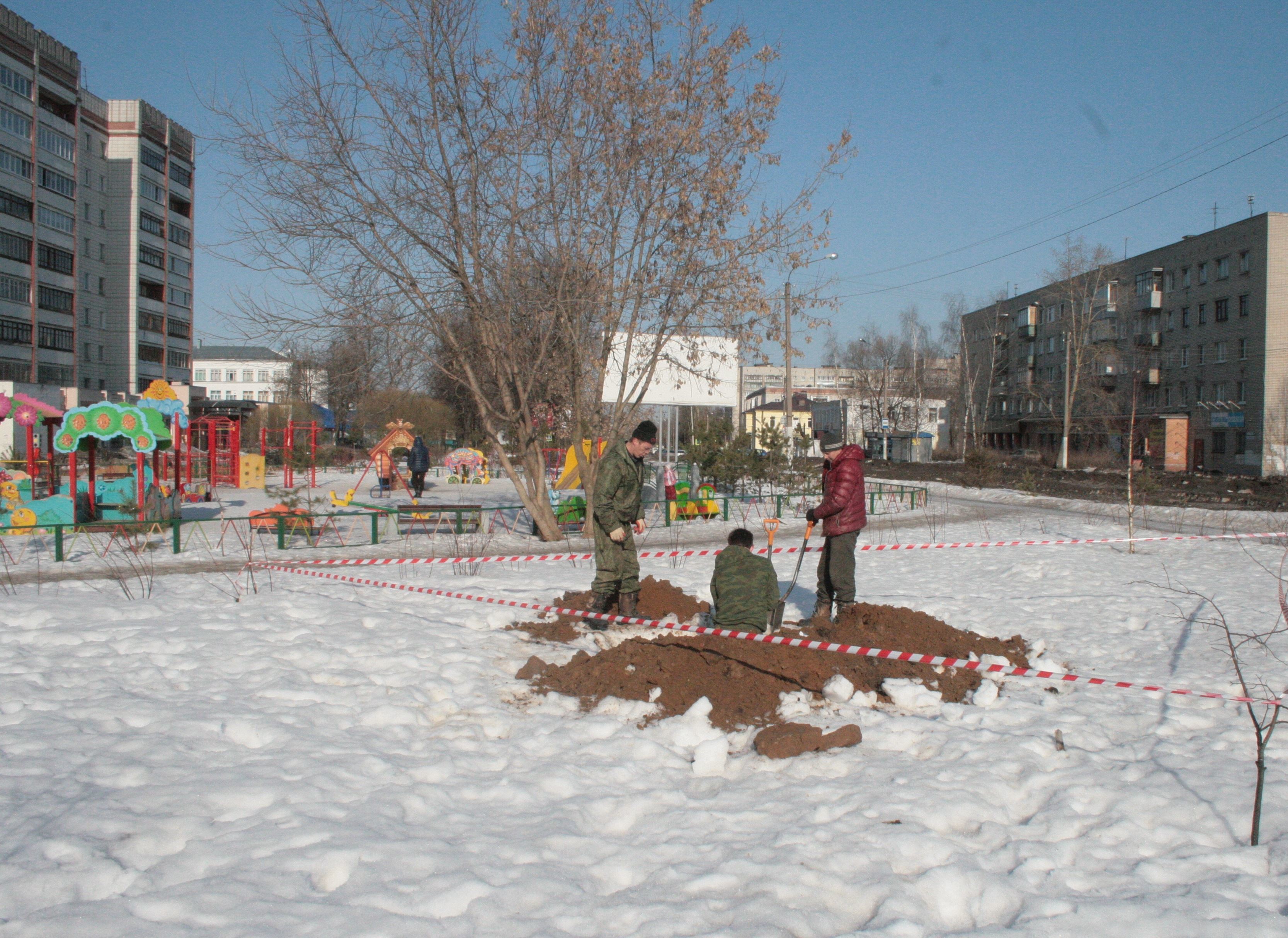 В Костроме начались работы по посадке живых елей для новогодних праздников  - МойДом