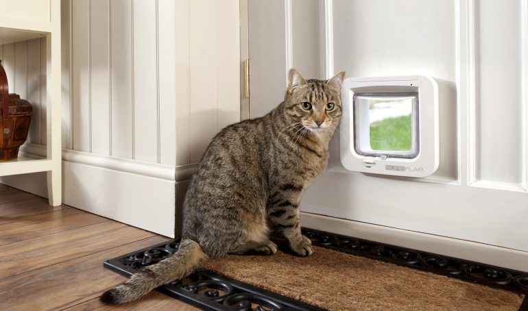 Лаз для кошки в двери купить или сделать своими руками?