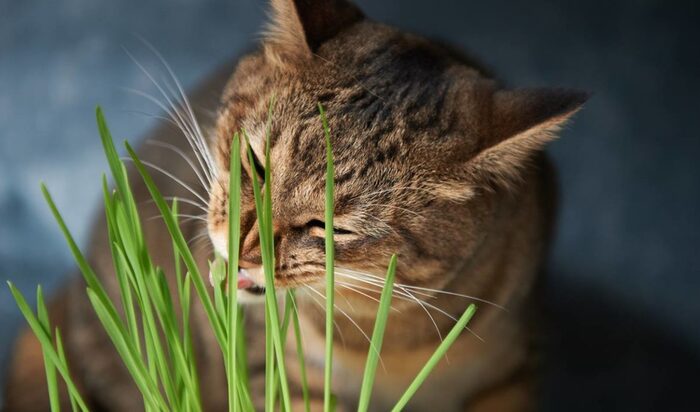 5  растений для вашей кошки, которые стоит посадить дома